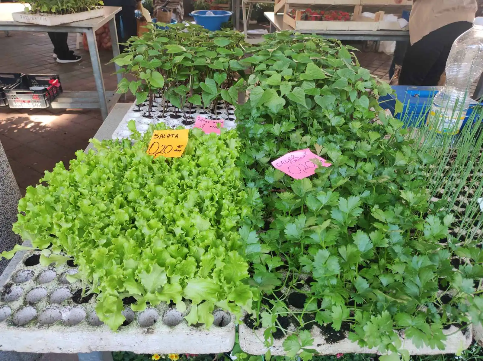 tržnica Prelog 11.5 (35)