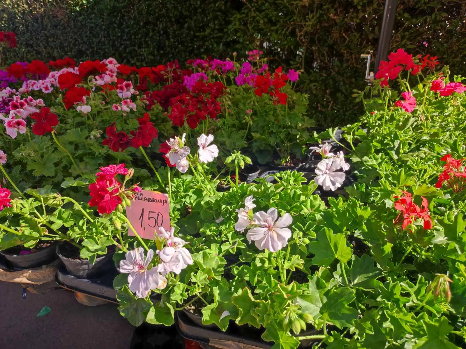 tržnica Prelog 11.5 (36)