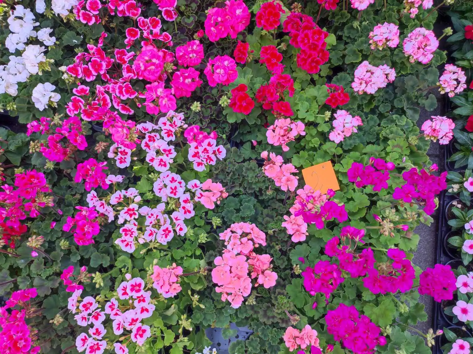 tržnica Prelog 11.5 (37)