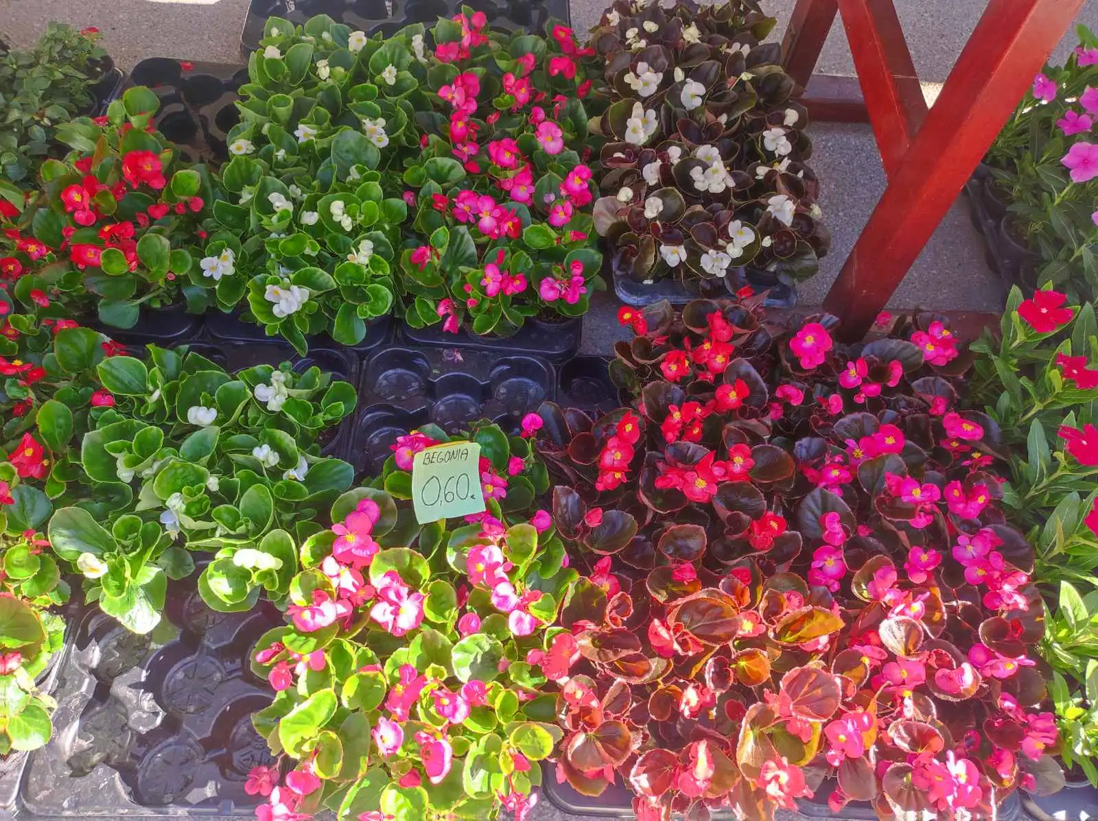 tržnica Prelog 11.5 (39)