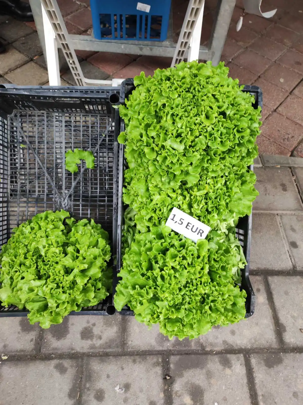 tržnica, Prelog, 16.3.2024 (10) tržnica, Prelog, 16.3.2024 (10)