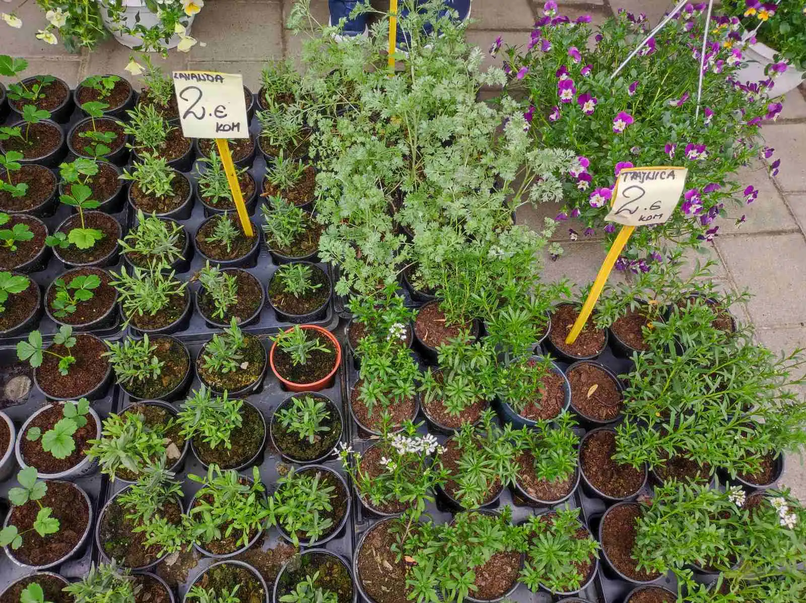 tržnica, Prelog, 16.3.2024 (12) tržnica, Prelog, 16.3.2024 (12)