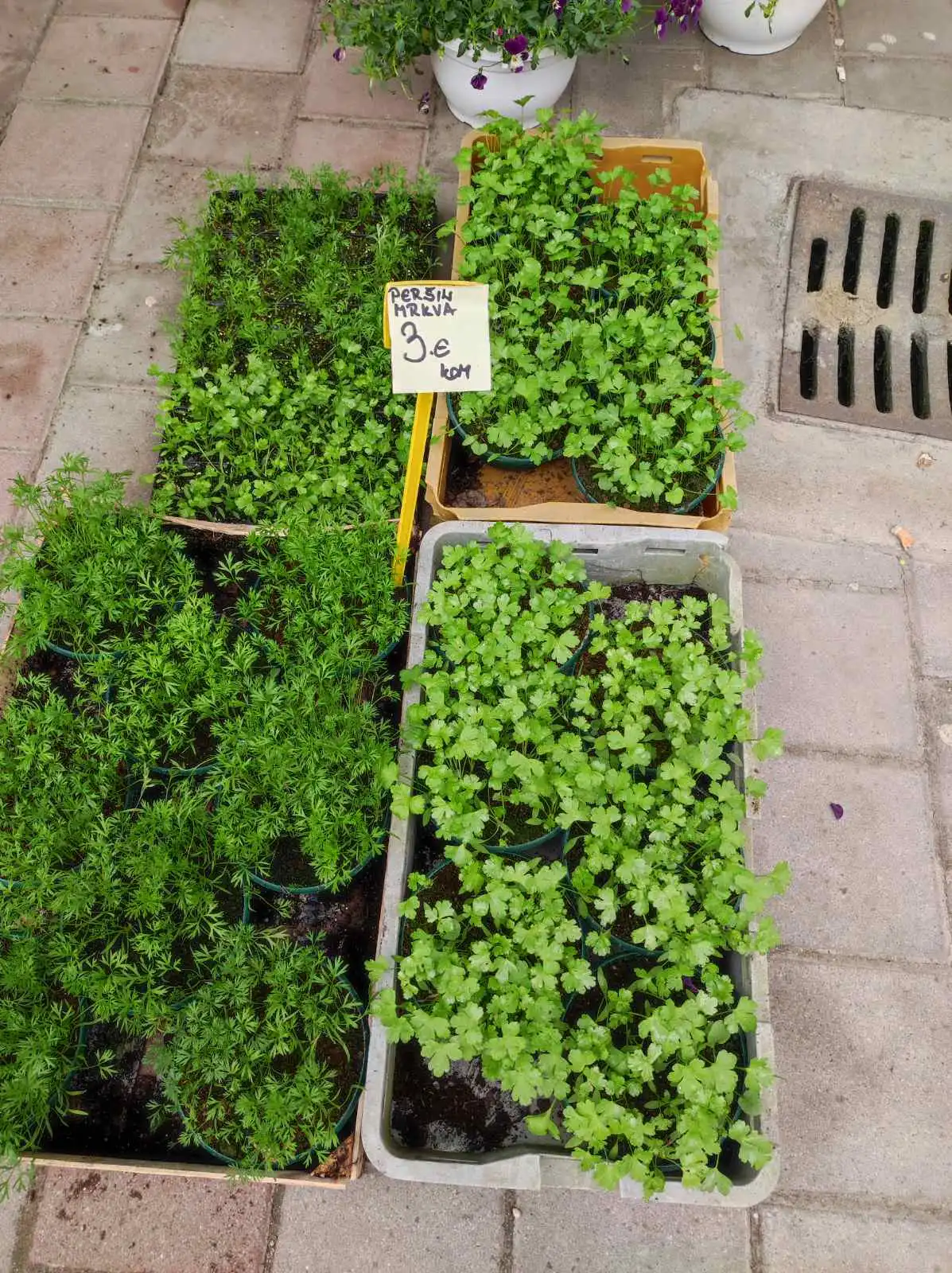 tržnica, Prelog, 16.3.2024 (19) tržnica, Prelog, 16.3.2024 (19)