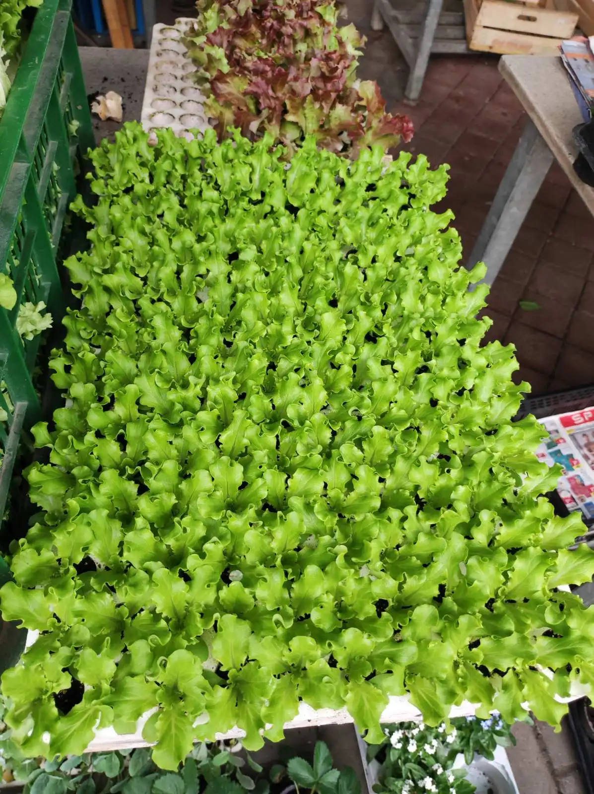 tržnica, Prelog, 16.3.2024 (20) tržnica, Prelog, 16.3.2024 (20)