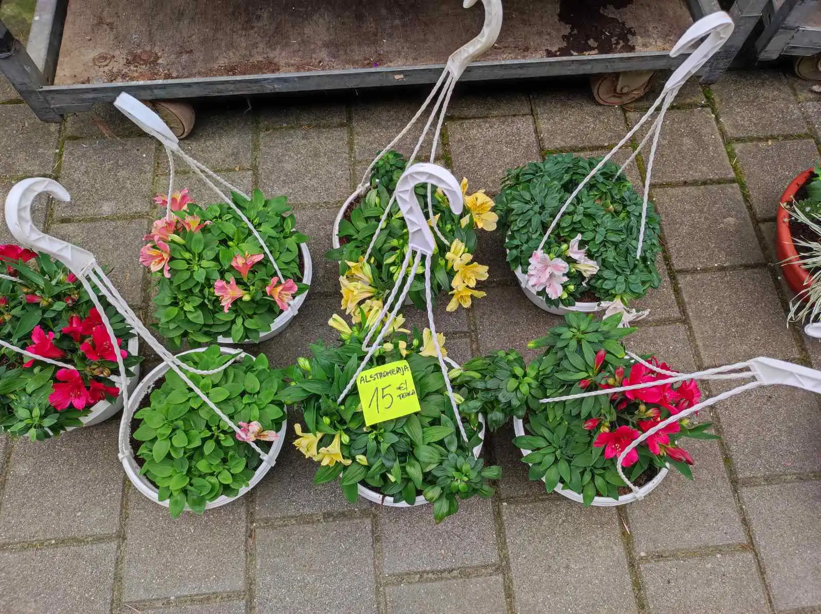 tržnica, Prelog, 16.3.2024 (21) tržnica, Prelog, 16.3.2024 (21)