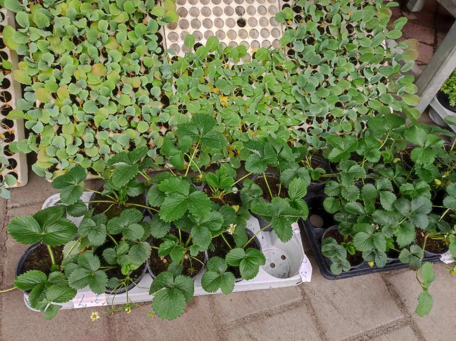 tržnica, Prelog, 16.3.2024 (22) tržnica, Prelog, 16.3.2024 (22)