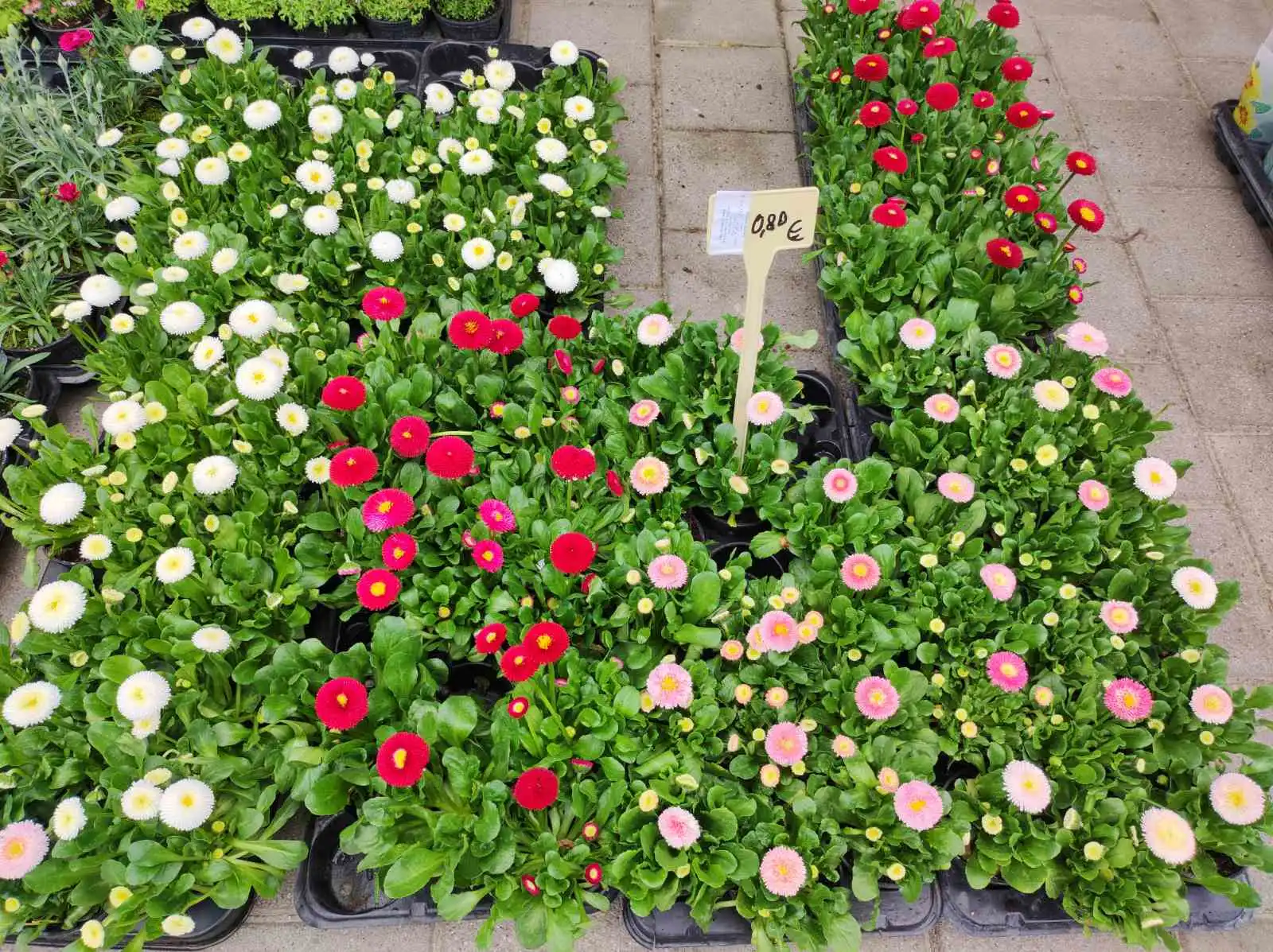 tržnica, Prelog, 16.3.2024 (26) tržnica, Prelog, 16.3.2024 (26)