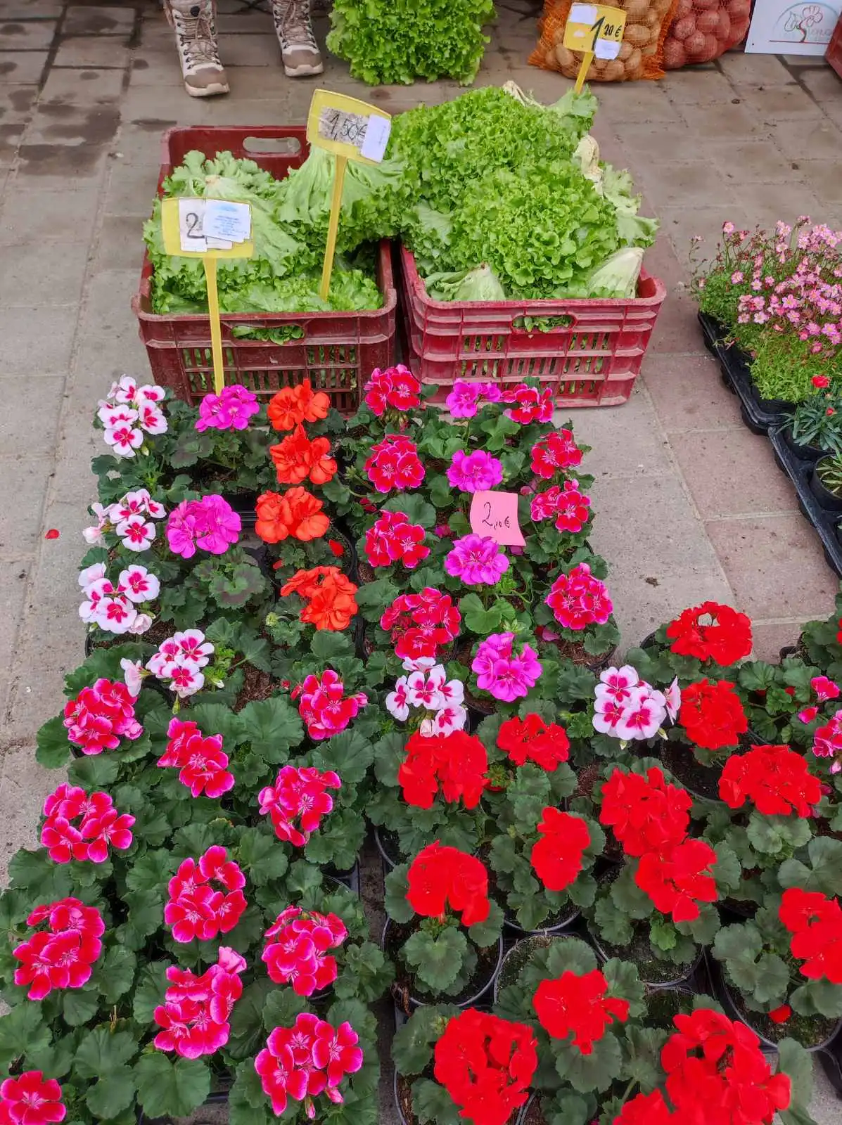 tržnica, Prelog, 16.3.2024 (29) tržnica, Prelog, 16.3.2024 (29)