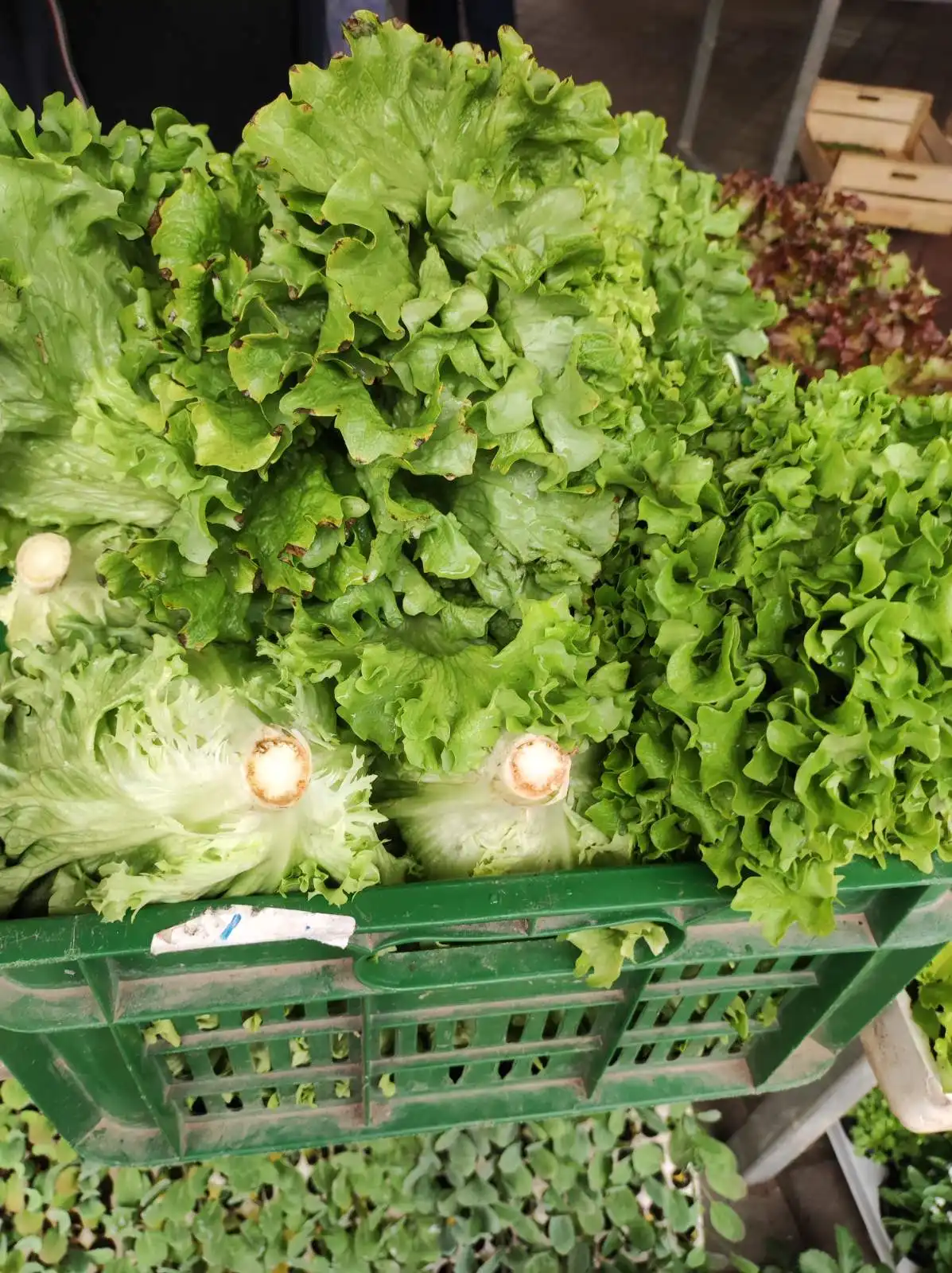 tržnica, Prelog, 16.3.2024 (34) tržnica, Prelog, 16.3.2024 (34)