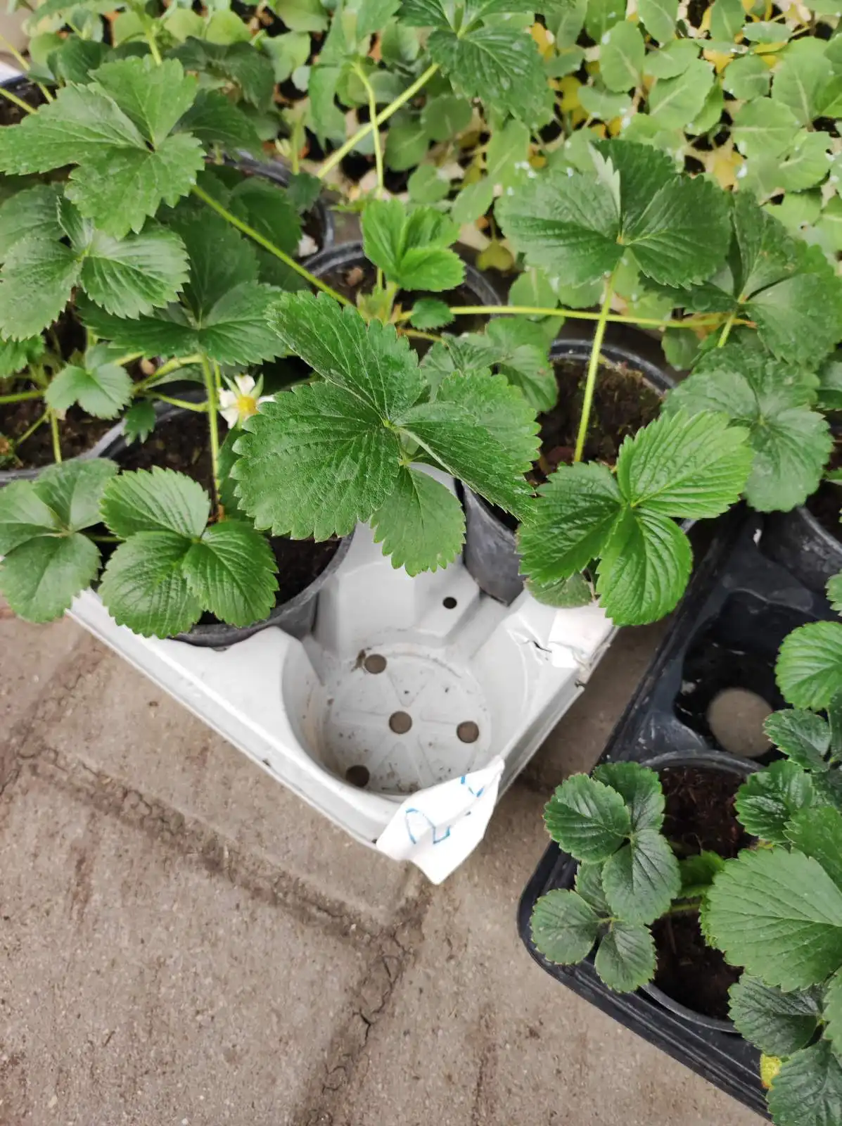 tržnica, Prelog, 16.3.2024 (9) tržnica, Prelog, 16.3.2024 (9)