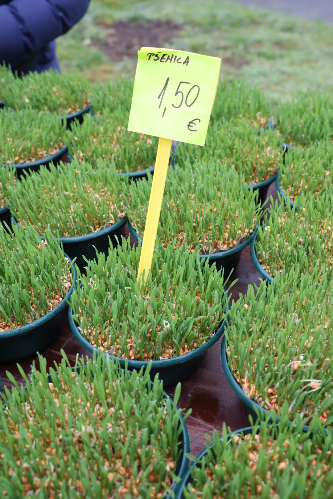 tržnica Prelog 2312 (39)