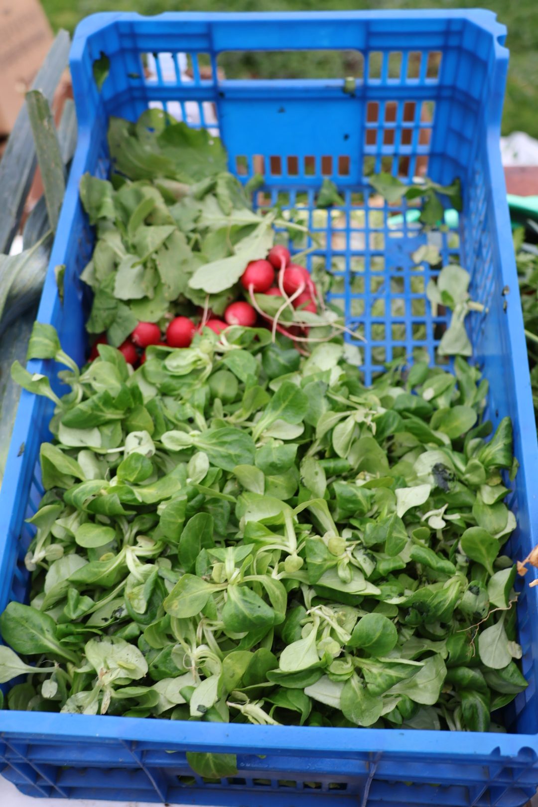 tržnica Prelog 2312 (42)