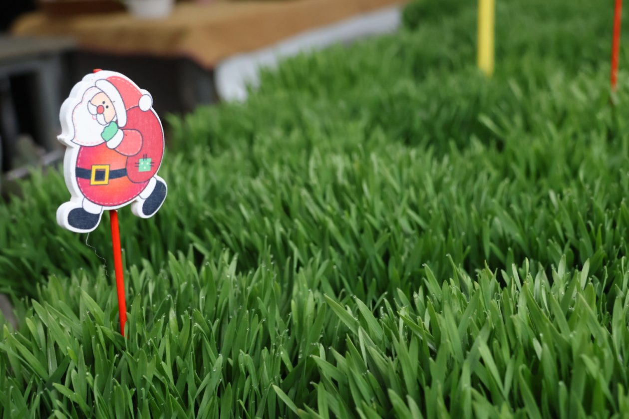 tržnica Prelog 2312 (64)