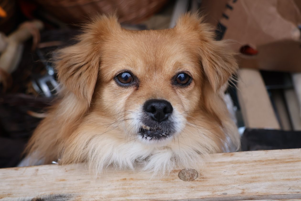 tržnica Prelog 2312 (8)