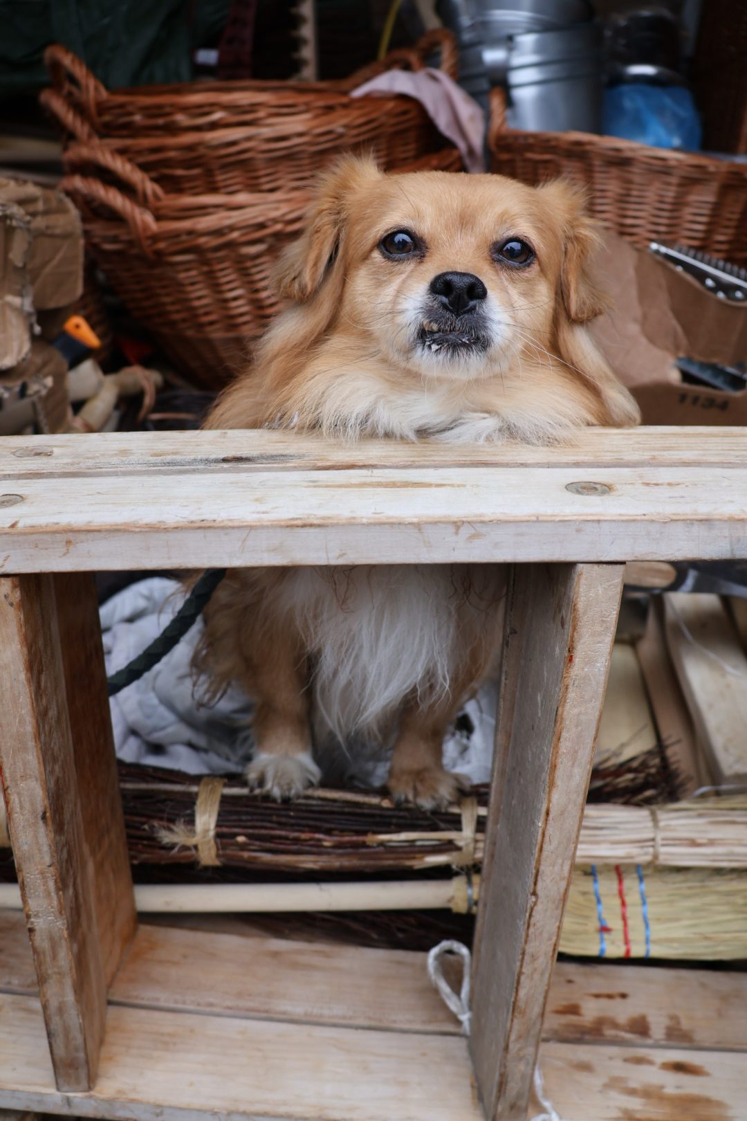 tržnica Prelog 2312 (9)