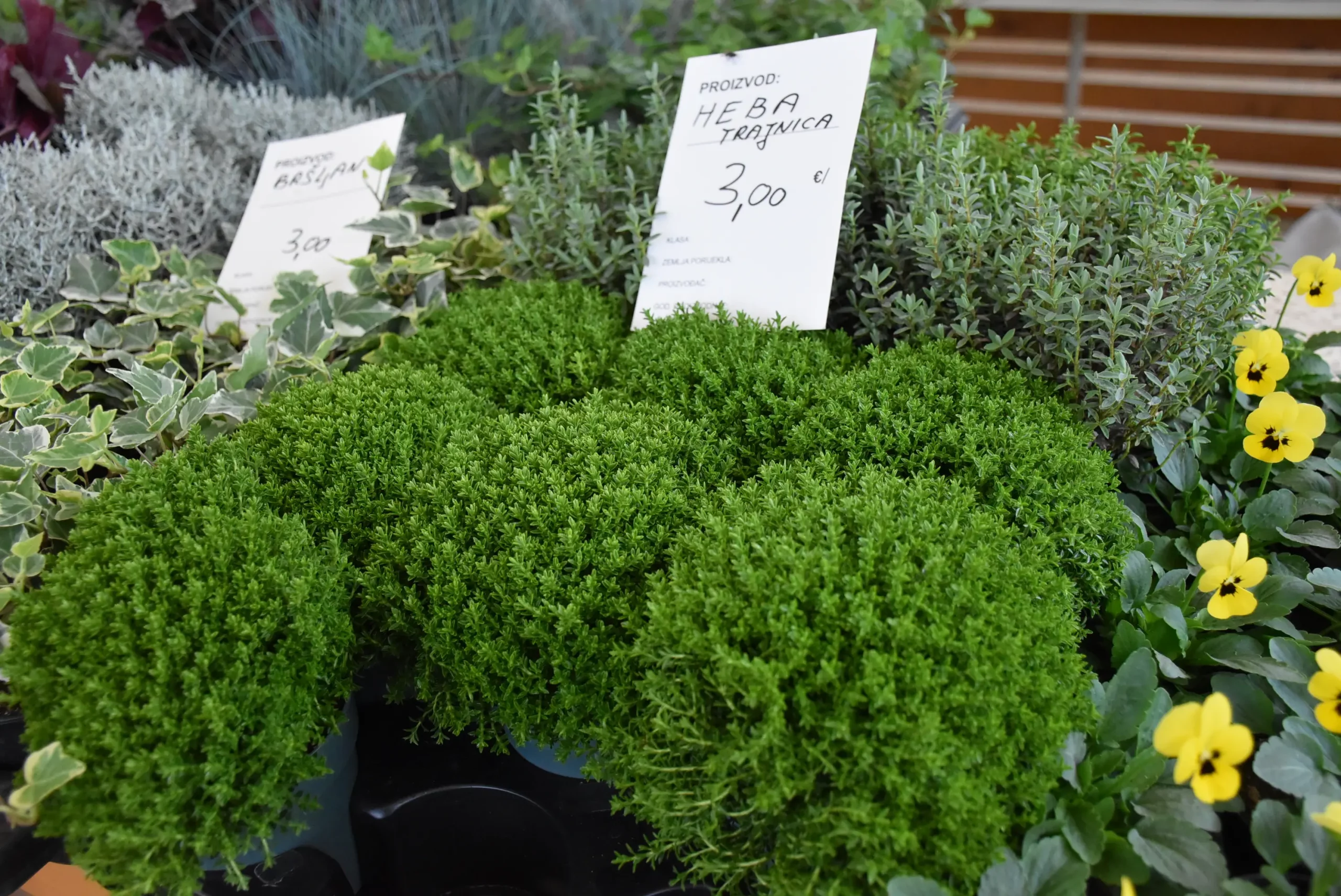 tržnica čakovec 27.9.2024 (31)