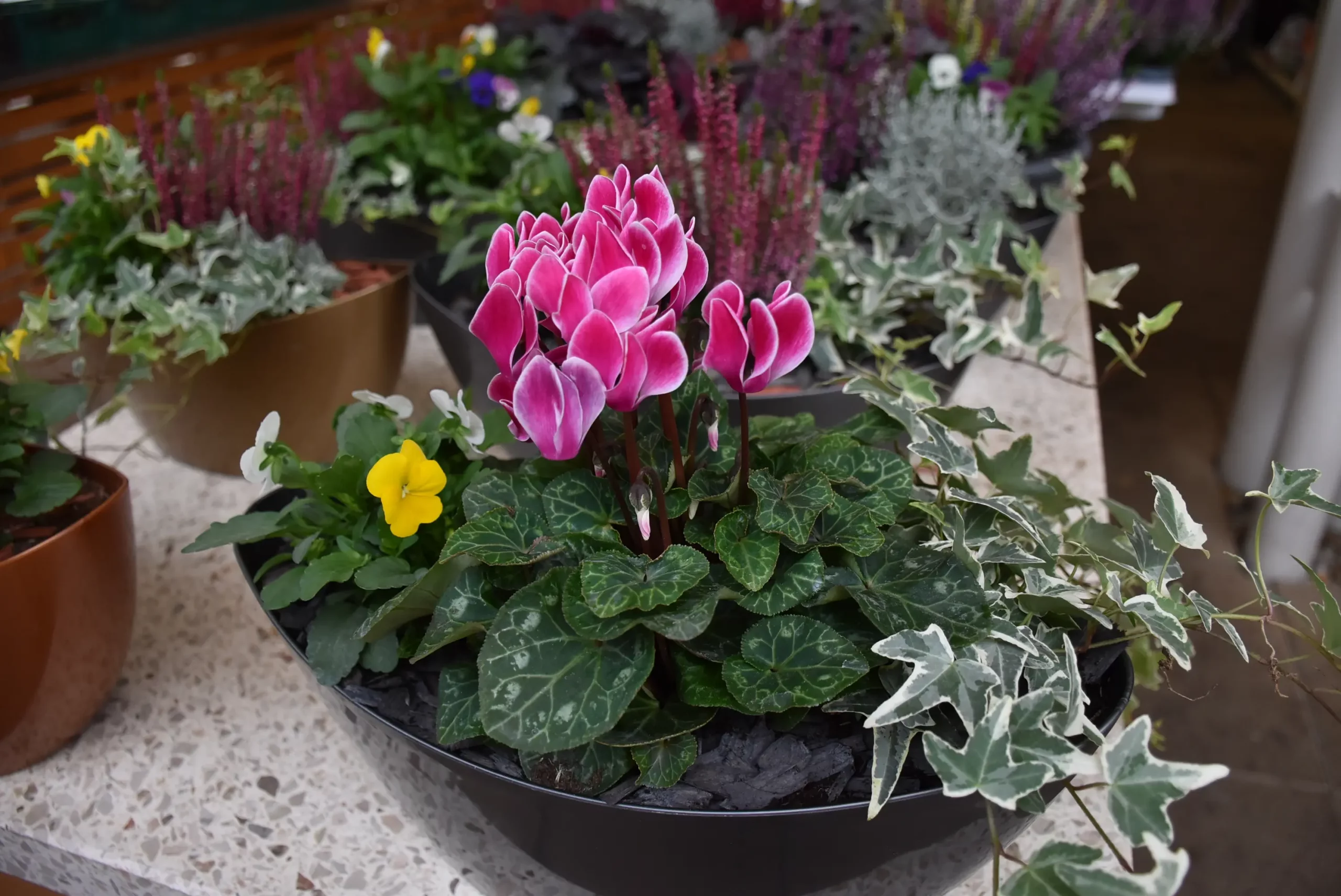 tržnica čakovec 27.9.2024 (32)