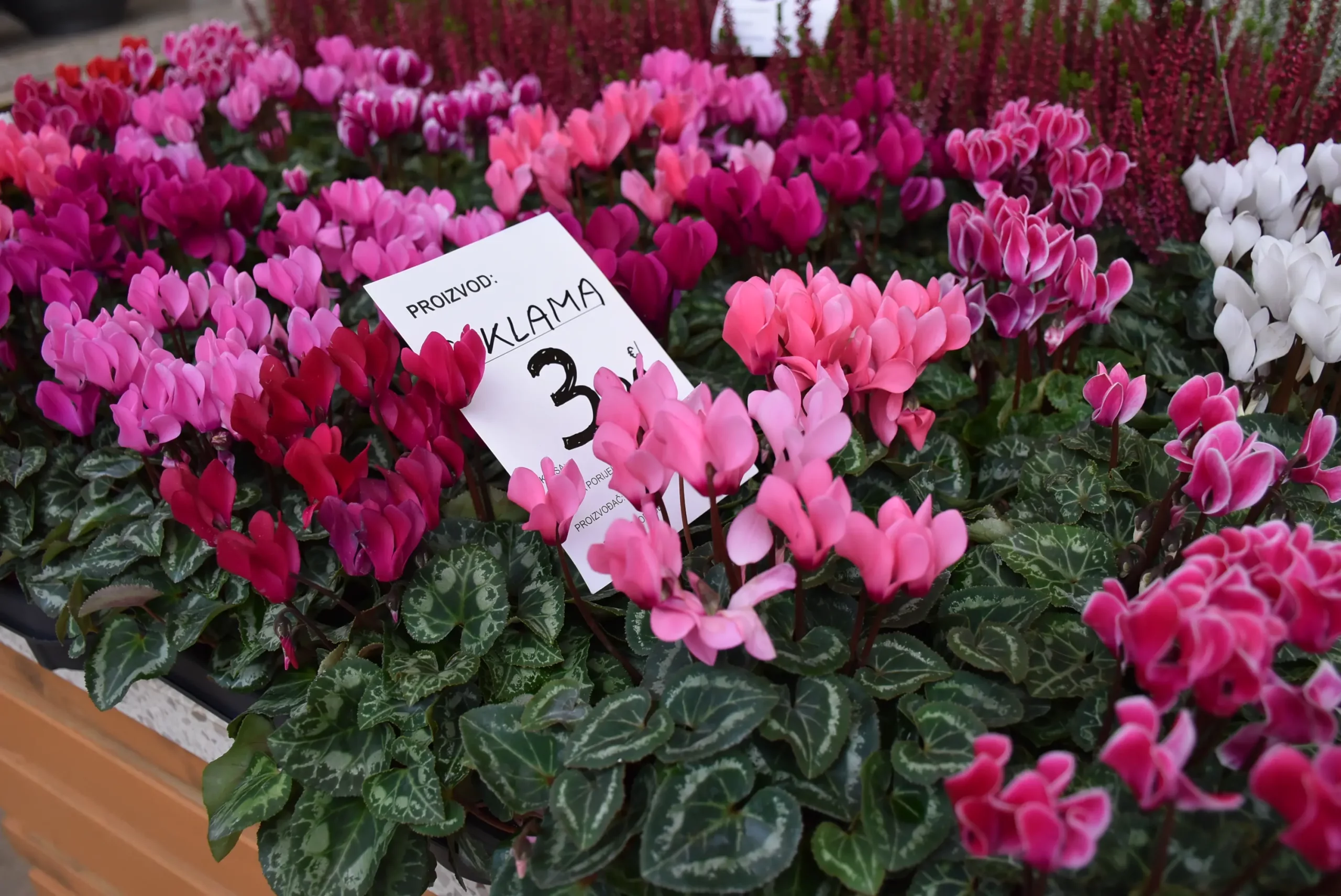 tržnica čakovec 27.9.2024 (33)