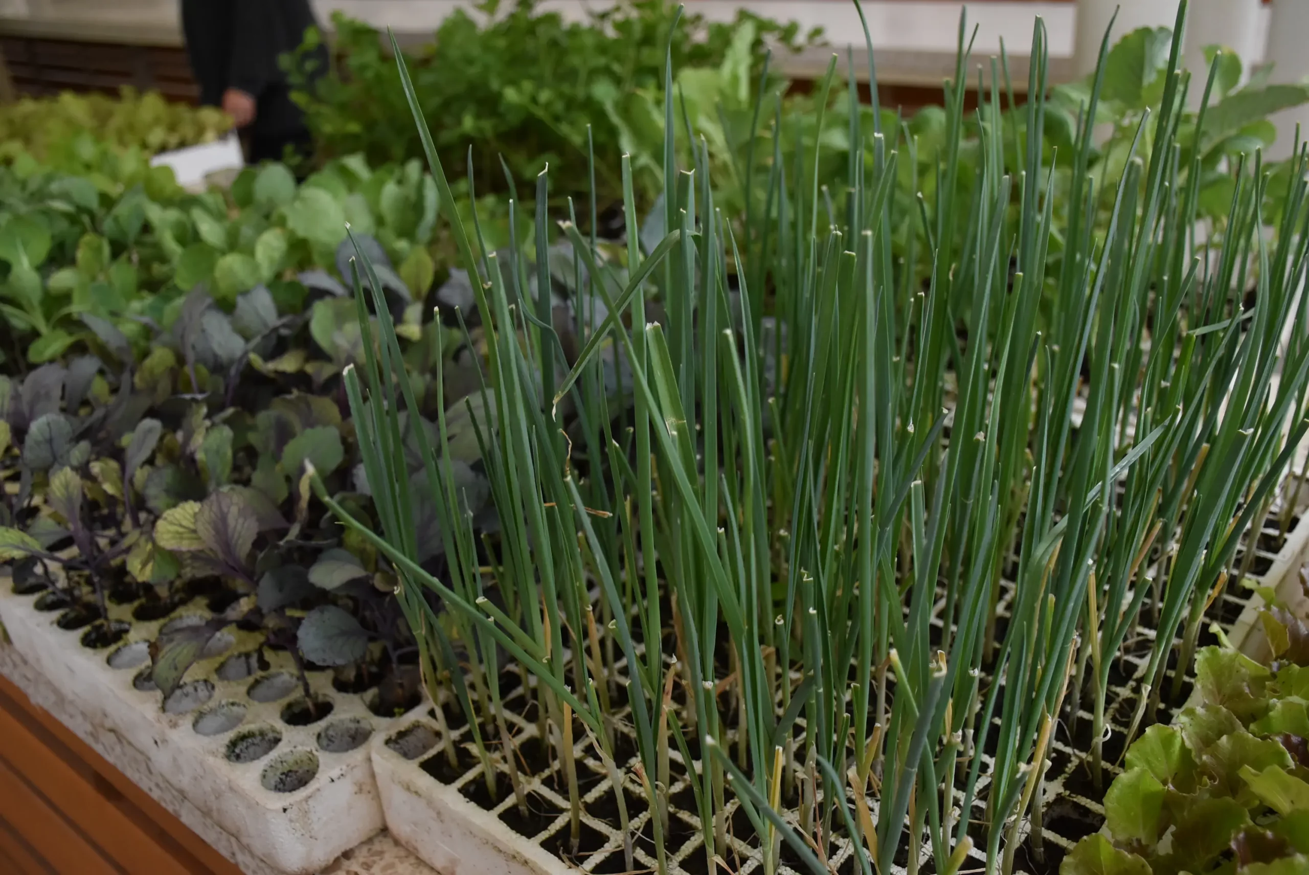 tržnica čakovec 27.9.2024 (35)