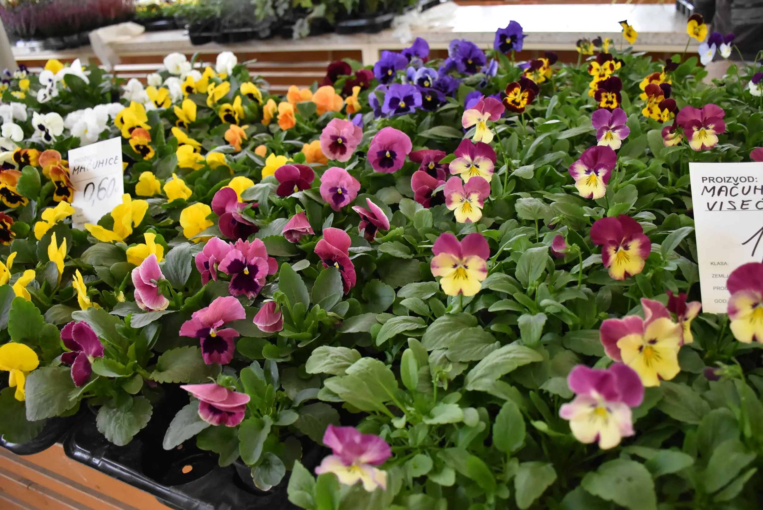 tržnica čakovec 27.9.2024 (36)