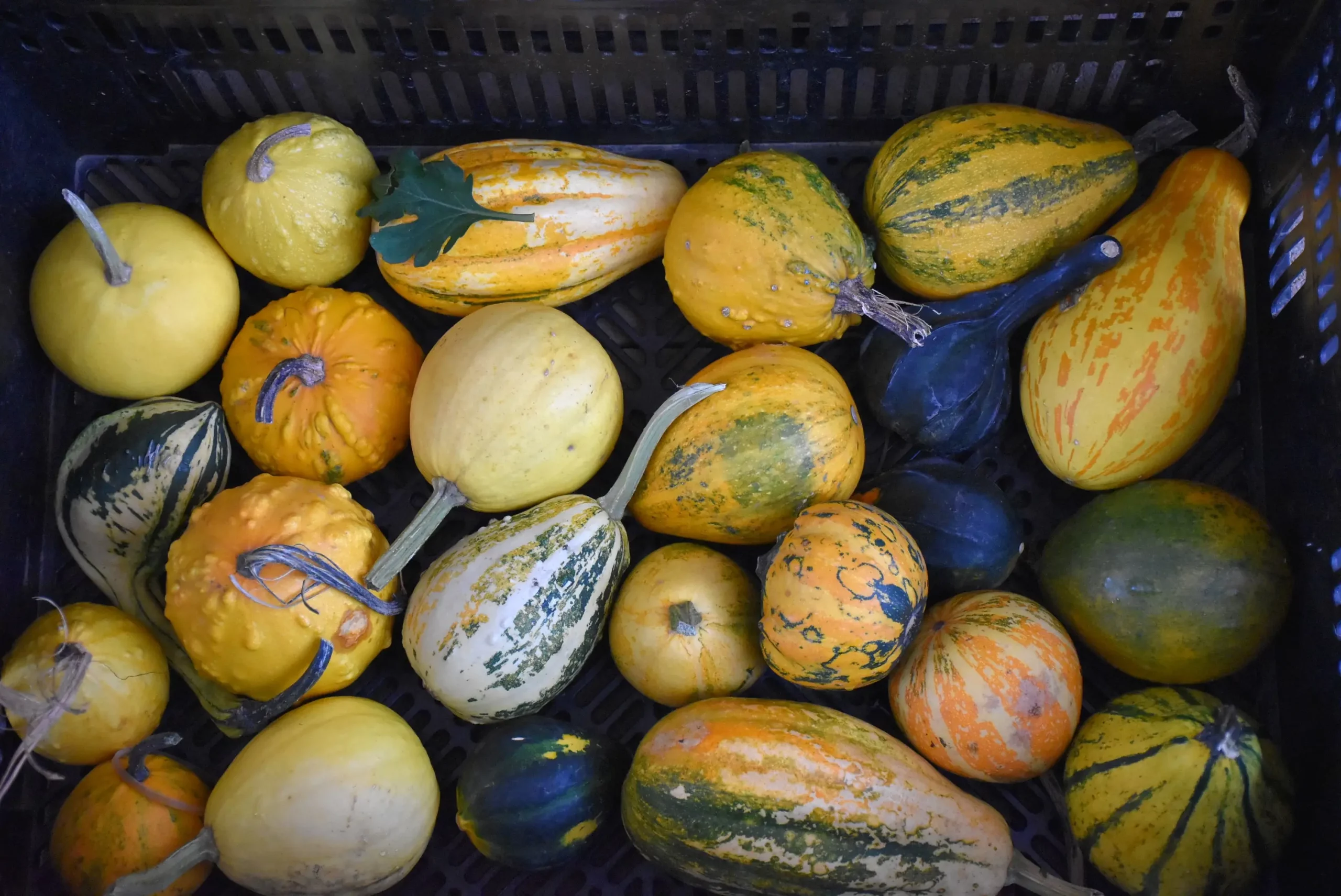 tržnica čakovec 27.9.2024 (41)