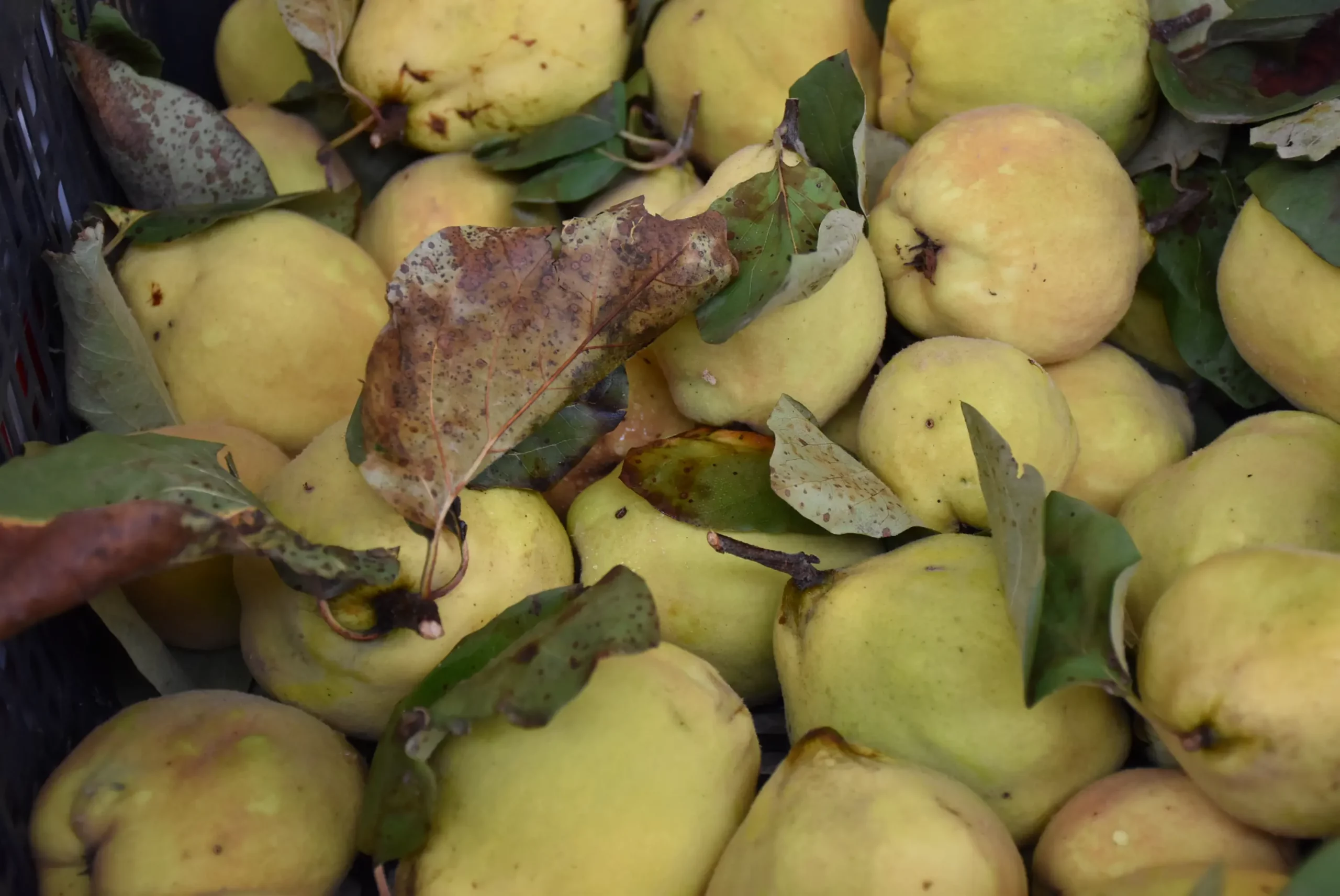 tržnica čakovec 27.9.2024 (6)