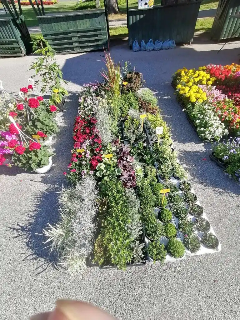 trznica mursko sredisce (10) (Medium)