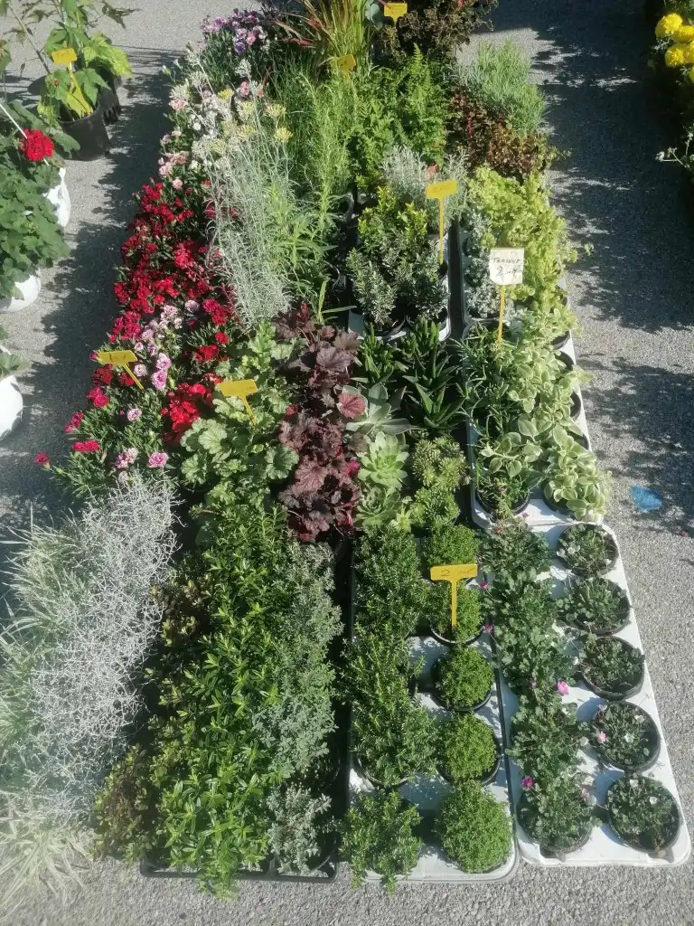 trznica mursko sredisce (14) (Medium)