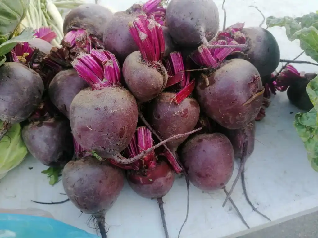 trznica mursko sredisce (2) (Medium)