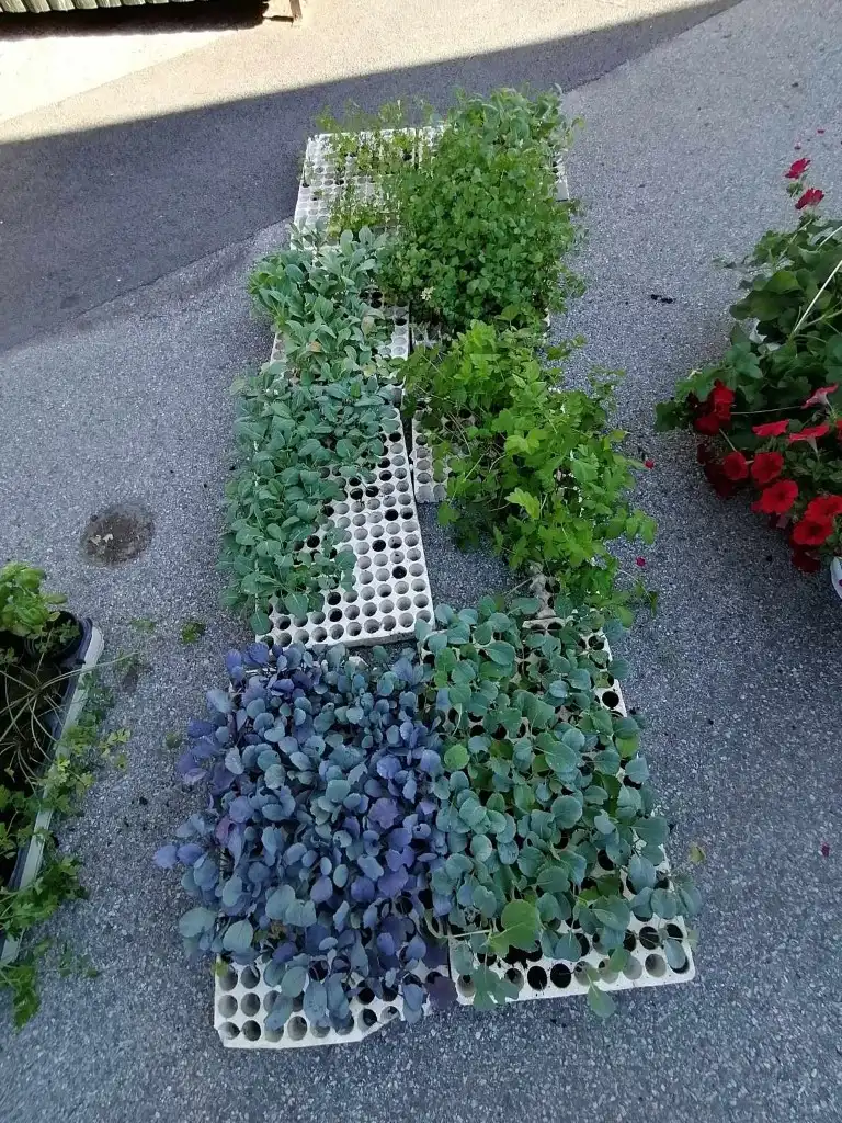 trznica mursko sredisce (4) (Medium)