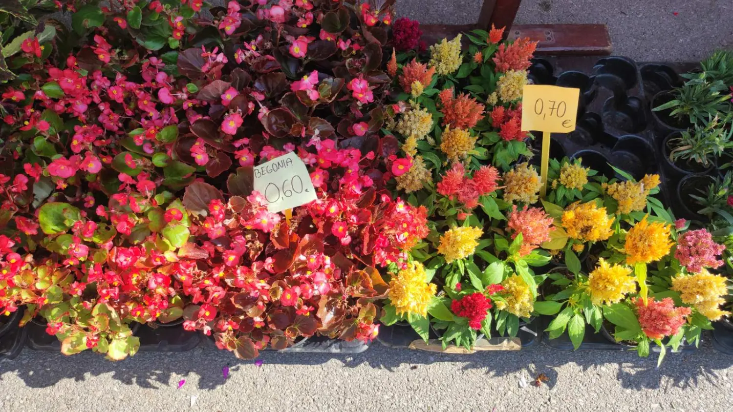 tržnica prelog 13.7.2024 (26) tržnica prelog 13.7.2024 (26)