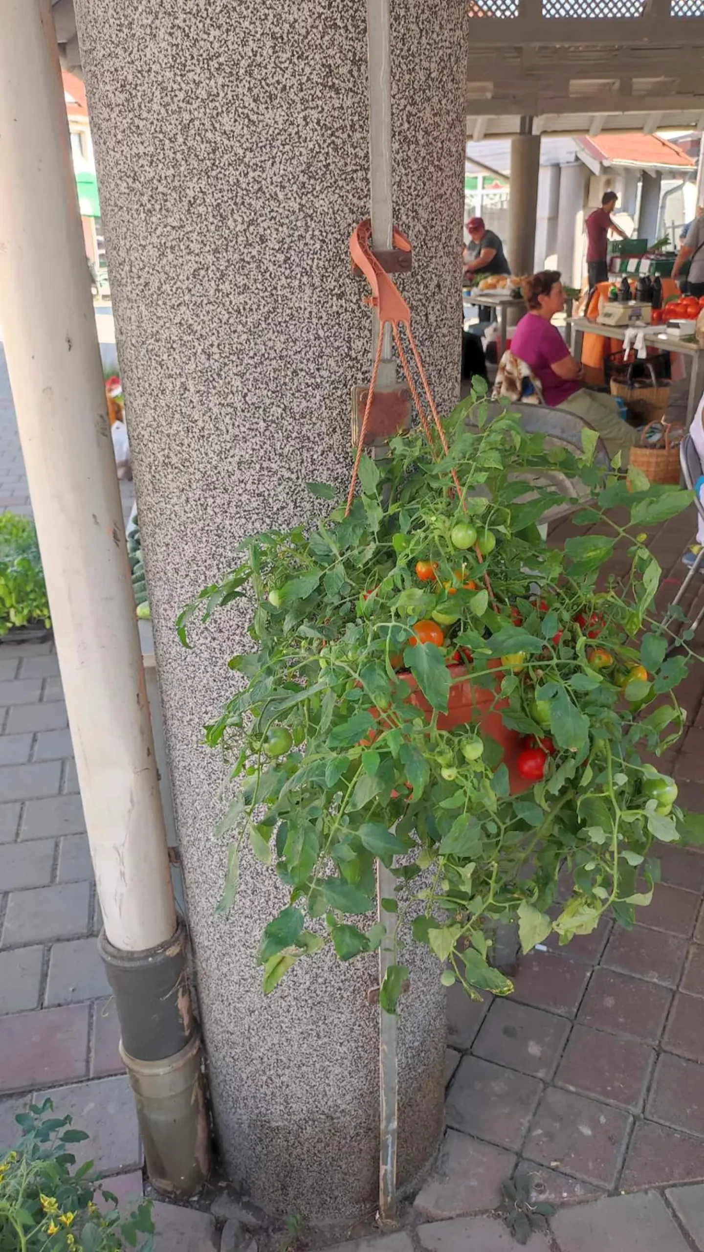 tržnica prelog 13.7.2024 (3) tržnica prelog 13.7.2024 (3)