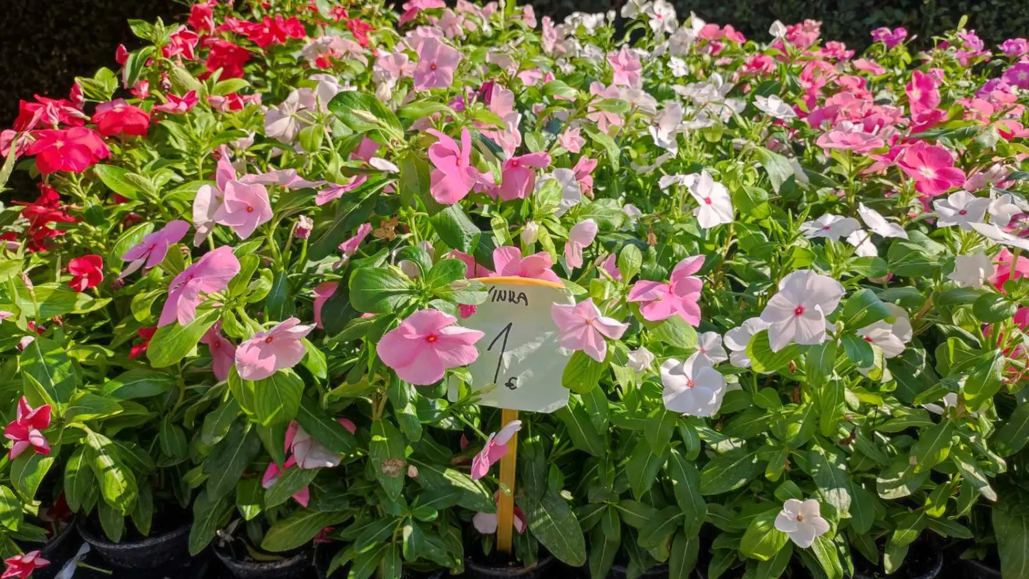 tržnica prelog 13.7.2024 (30) tržnica prelog 13.7.2024 (30)