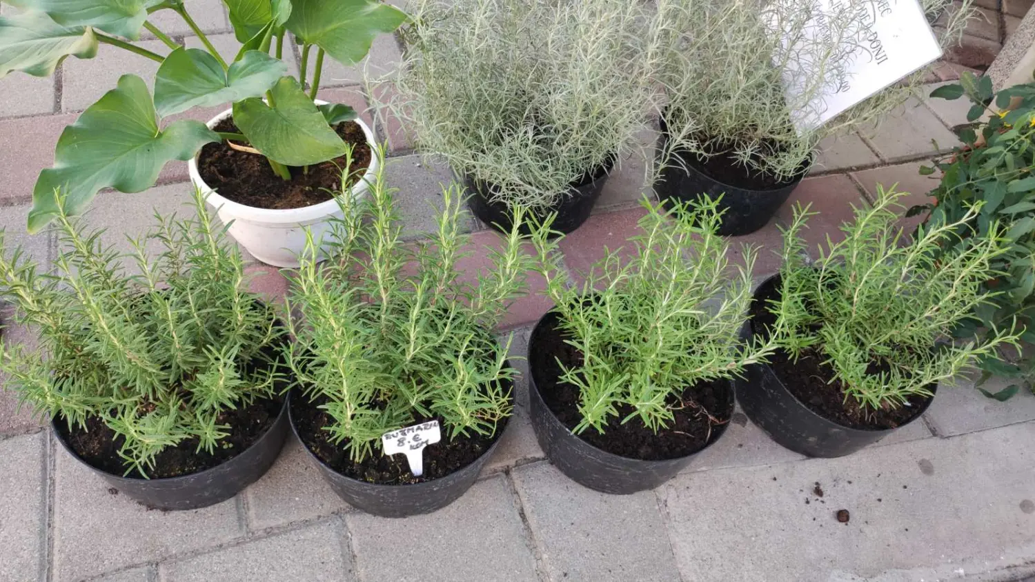 tržnica prelog 13.7.2024 (33) tržnica prelog 13.7.2024 (33)