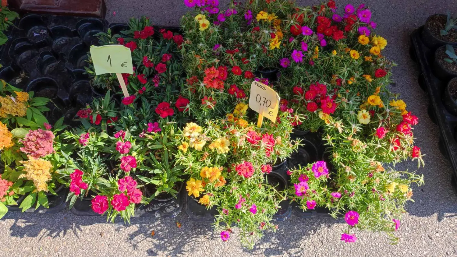 tržnica prelog 13.7.2024 (34) tržnica prelog 13.7.2024 (34)