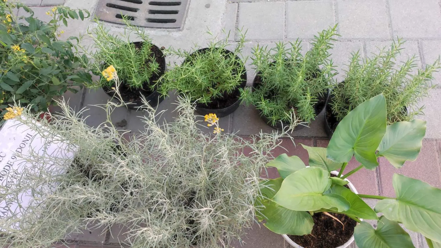 tržnica prelog 13.7.2024 (39) tržnica prelog 13.7.2024 (39)