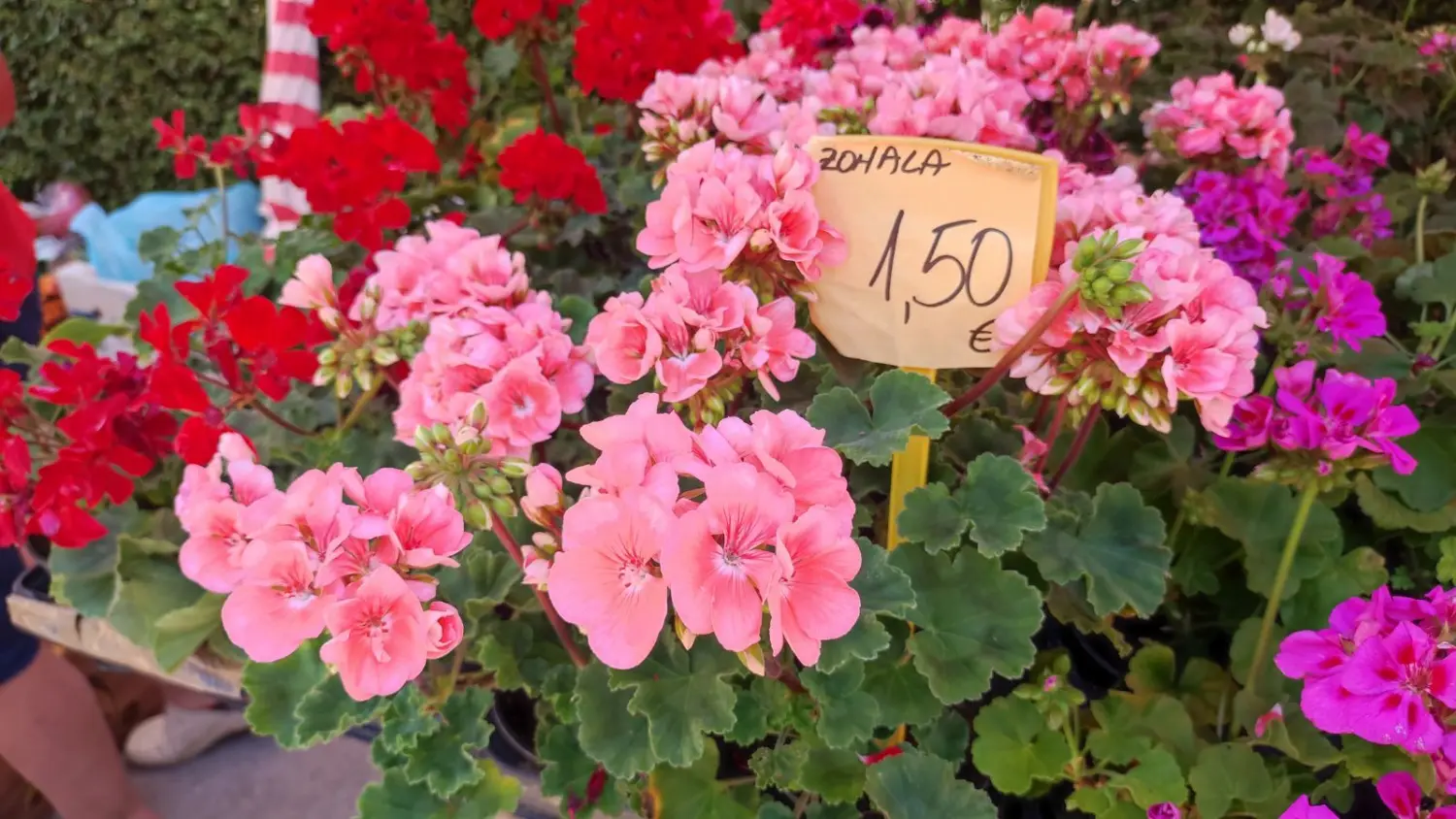 tržnica prelog 13.7.2024 (47) tržnica prelog 13.7.2024 (47)