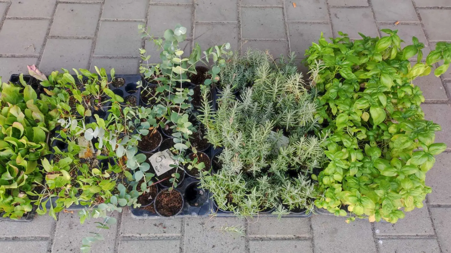 tržnica prelog 13.7.2024 (49) tržnica prelog 13.7.2024 (49)