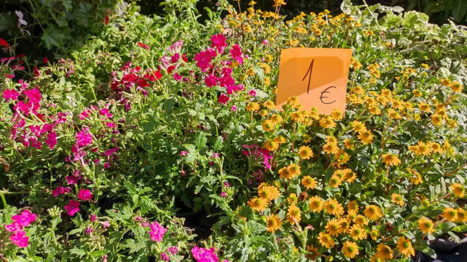 tržnica prelog 13.7.2024 (9) tržnica prelog 13.7.2024 (9)