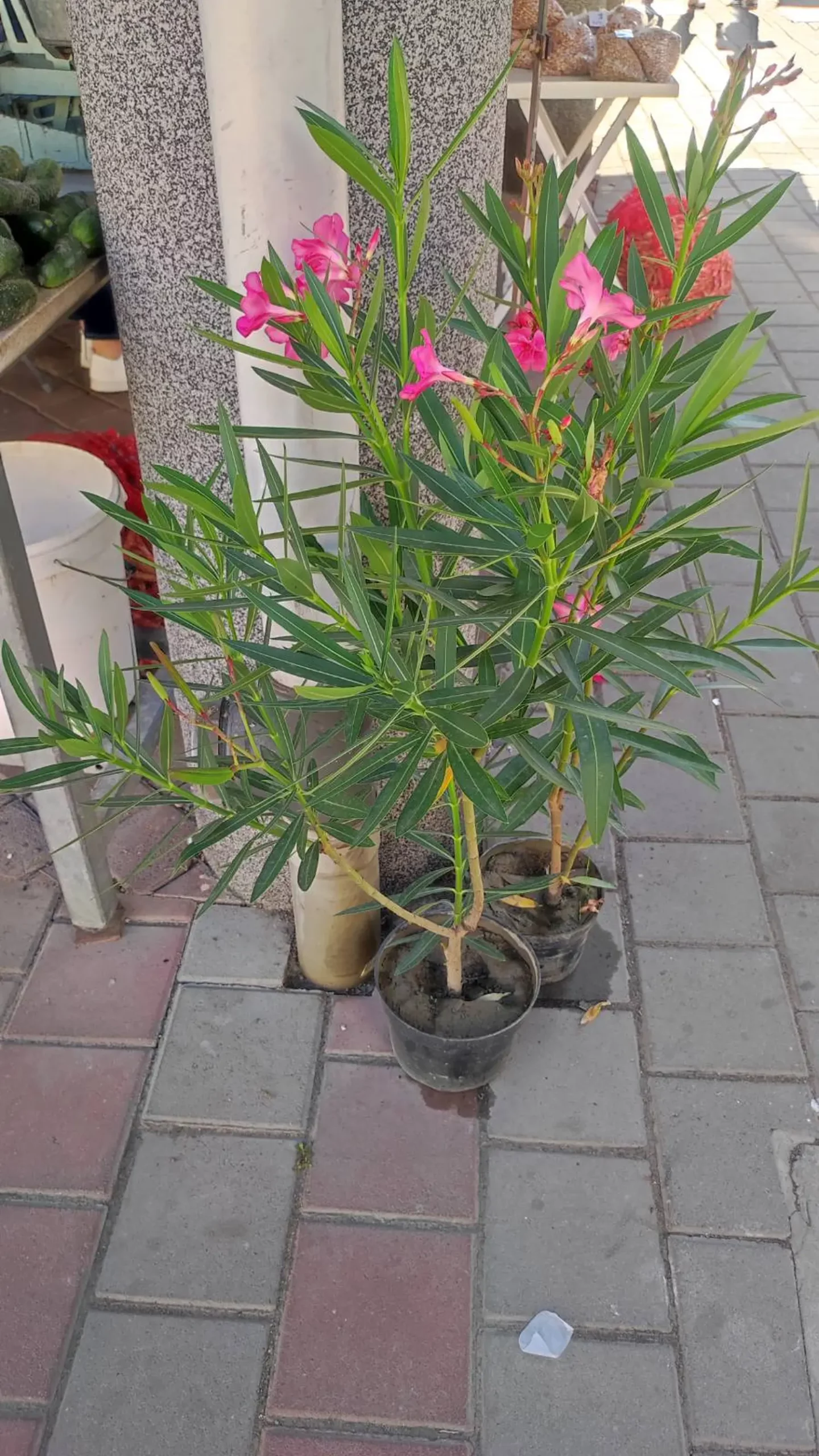 tržnica prelog 7.9.2024 (1) tržnica prelog 7.9.2024 (1)