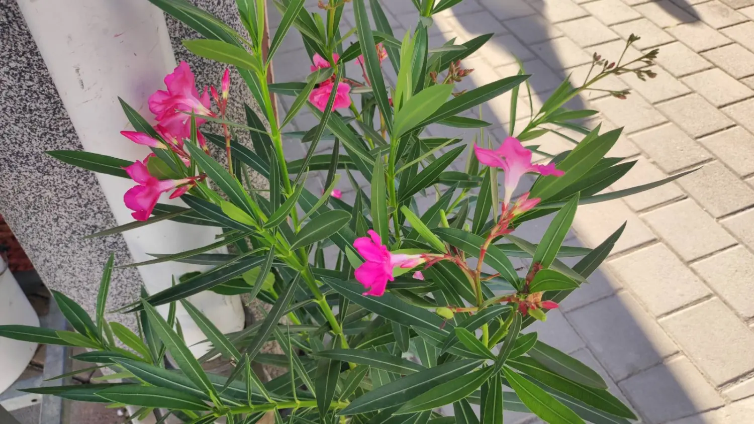 tržnica prelog 7.9.2024 (12) tržnica prelog 7.9.2024 (12)