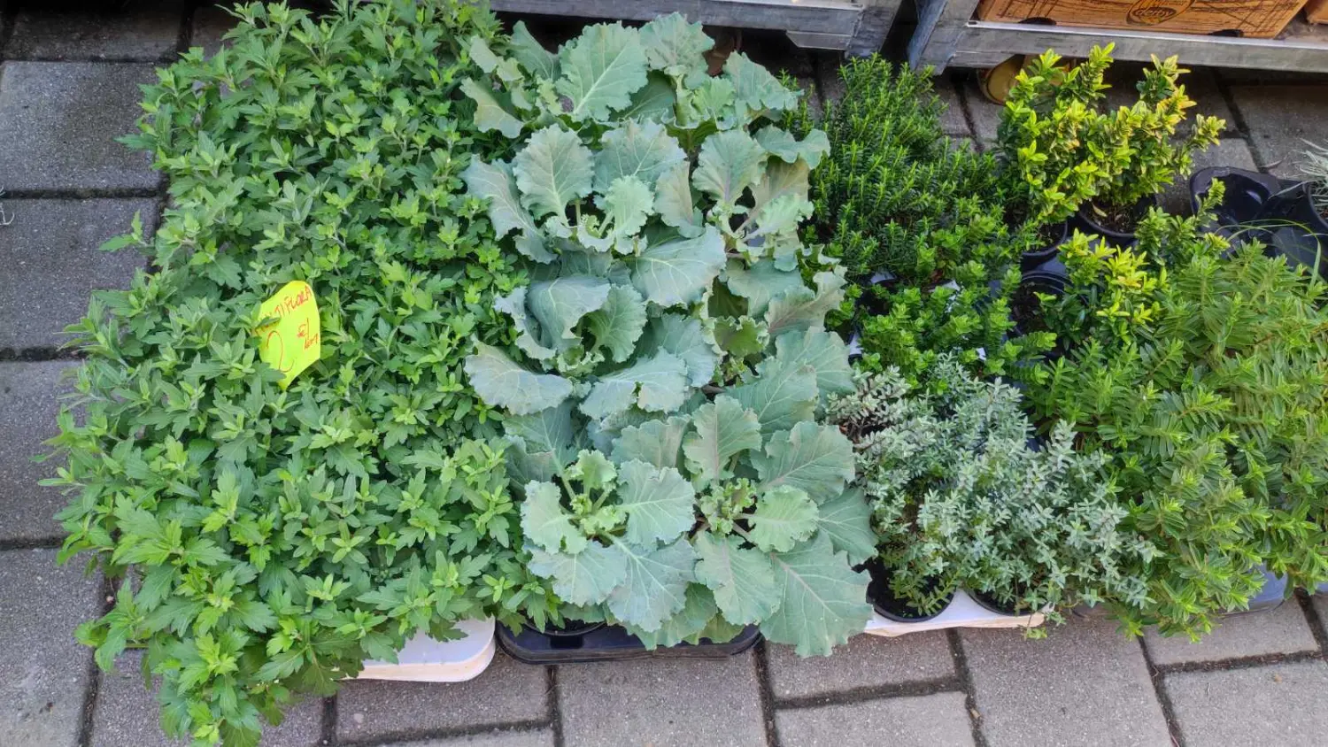 tržnica prelog 7.9.2024 (15) tržnica prelog 7.9.2024 (15)