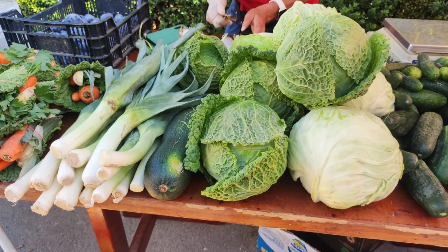 tržnica prelog 7.9.2024 (17) tržnica prelog 7.9.2024 (17)