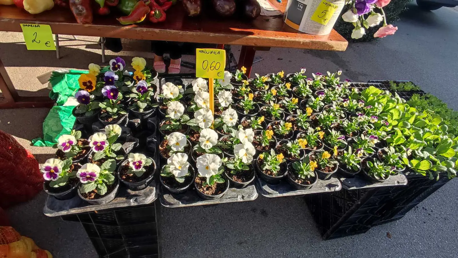 tržnica prelog 7.9.2024 (2) tržnica prelog 7.9.2024 (2)