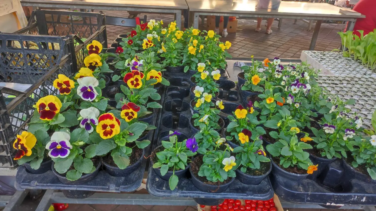 tržnica prelog 7.9.2024 (27) tržnica prelog 7.9.2024 (27)