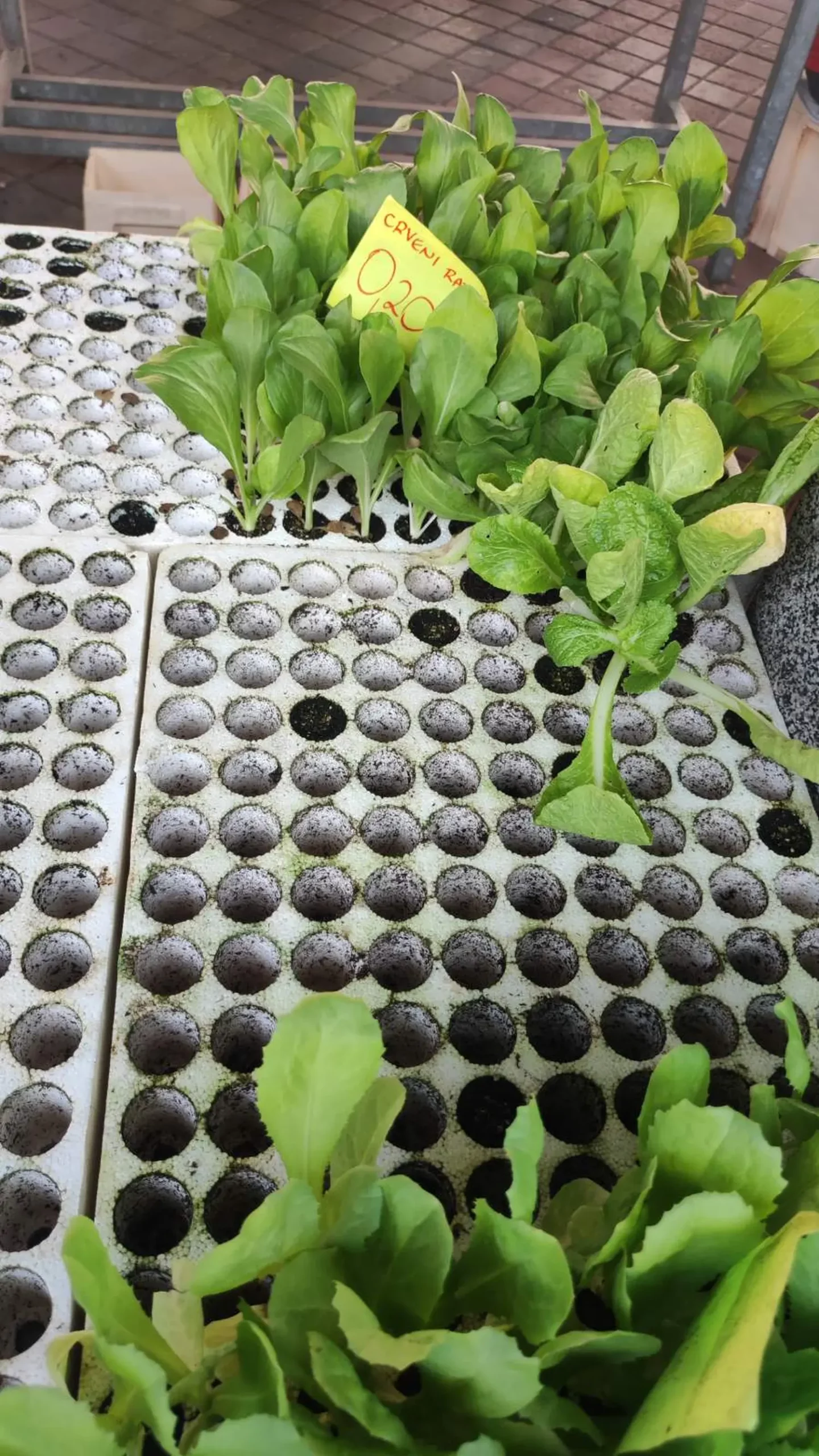 tržnica prelog 7.9.2024 (3) tržnica prelog 7.9.2024 (3)