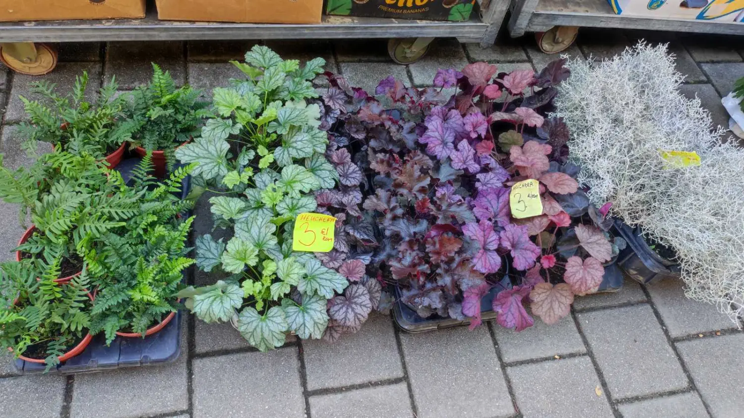 tržnica prelog 7.9.2024 (36) tržnica prelog 7.9.2024 (36)