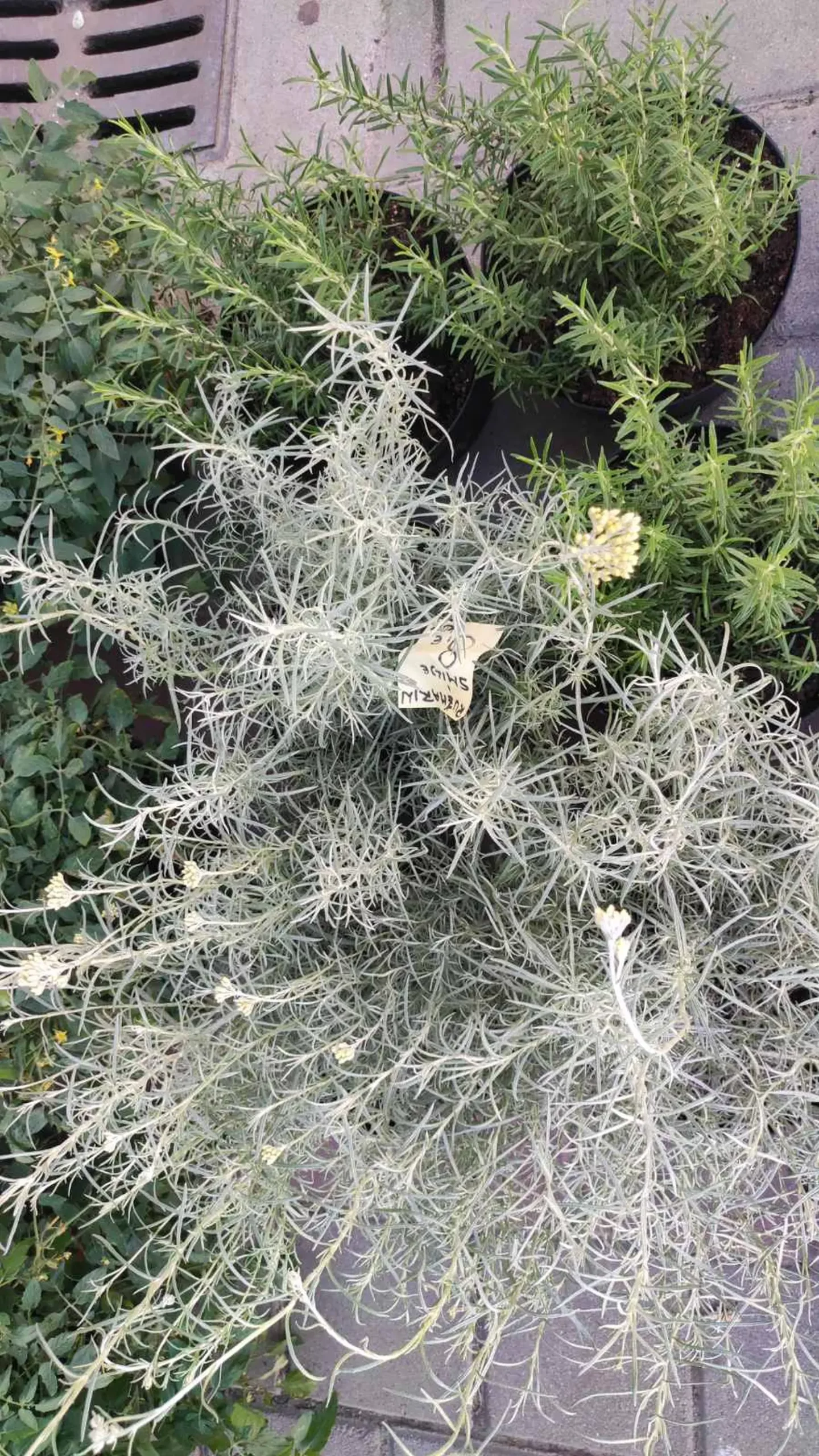 tržnica prelog,29.6 (1) tržnica prelog,29.6 (1)