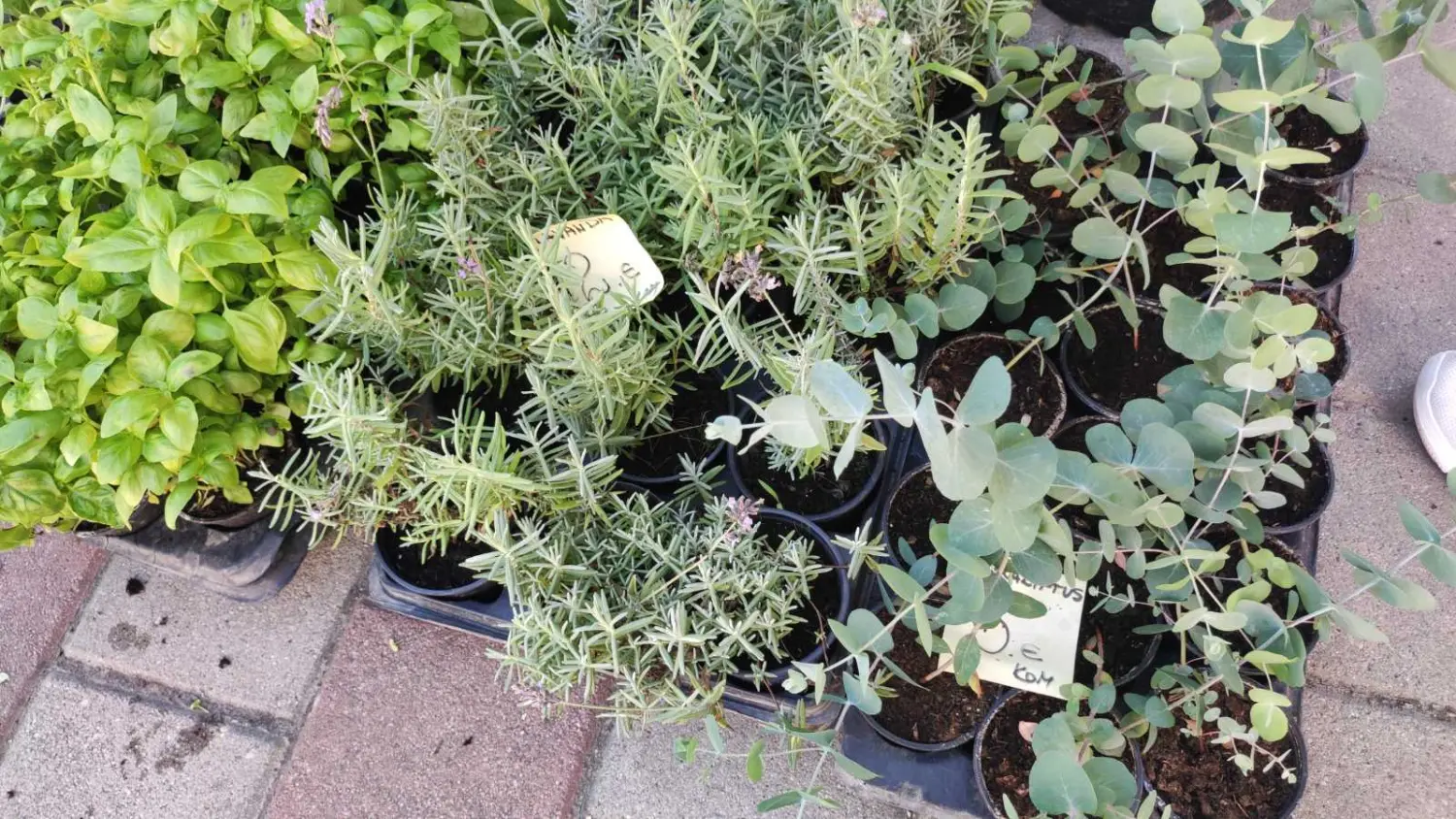 tržnica prelog,29.6 (5) tržnica prelog,29.6 (5)