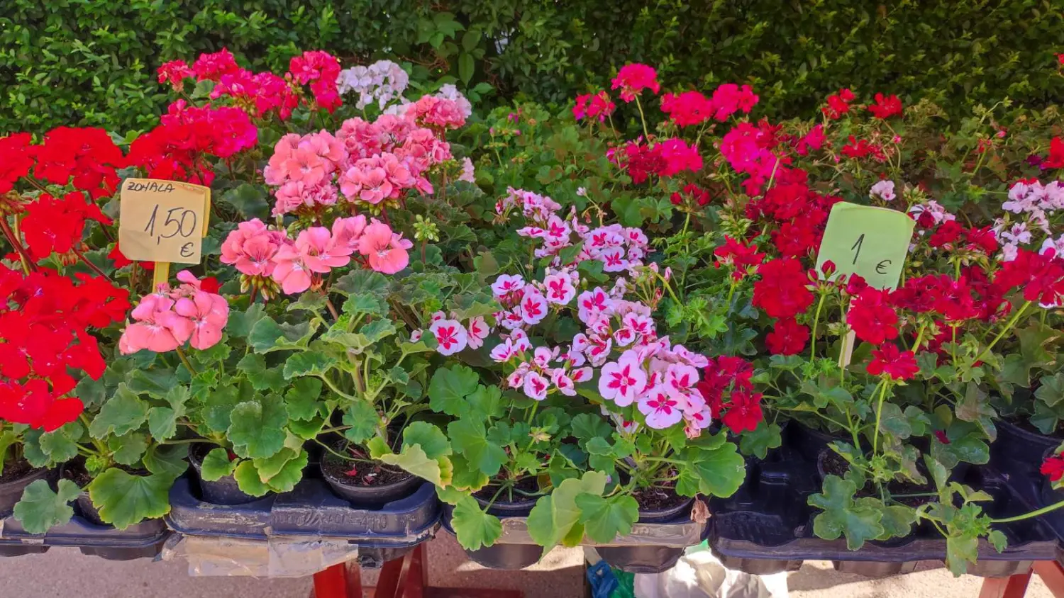 tržnica prelog,29.6 (7) tržnica prelog,29.6 (7)